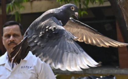Porumbelul arestat pentru ca ar fi spion, eliberat după 8 luni