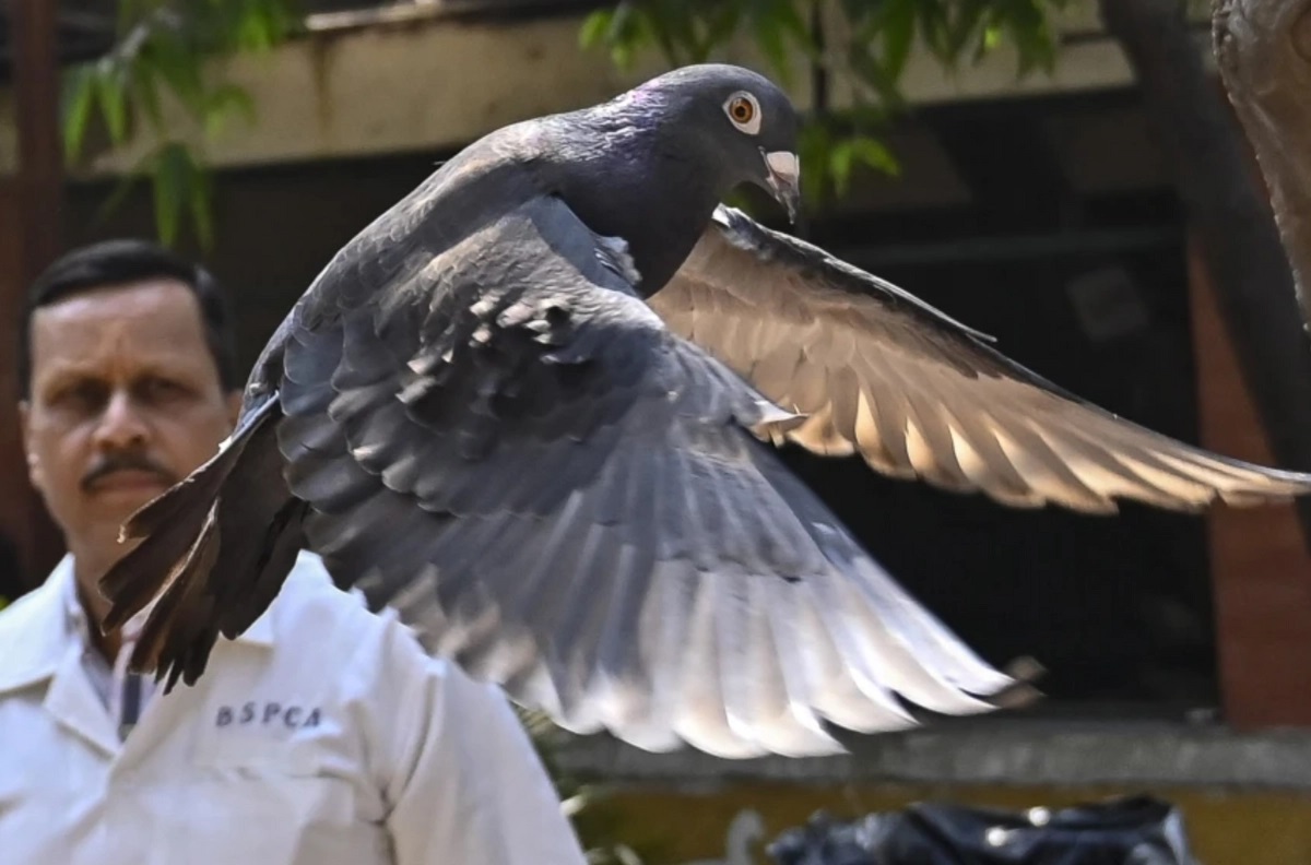 Porumbelul arestat pentru ca ar fi spion, eliberat după 8 luni